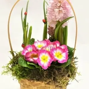 Корзинка с луковичными первоцветами S (гиацинт, примула) 28396