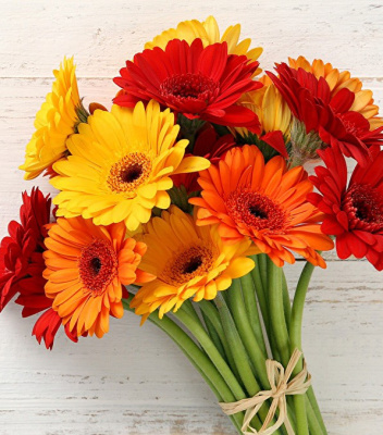 Гербера Гербера