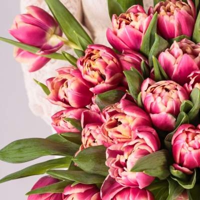 Букет из 51 пионовидного тюльпана Колумбус 46174 Букет из 51 пионовидного тюльпана Колумбус 46174