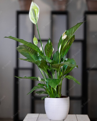 Спатифилум 310