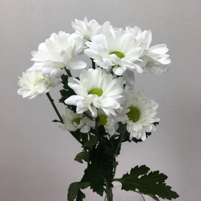 Хризантема кустовая МИКС ПОШТУЧНО N 19 Хризантема кустовая МИКС ПОШТУЧНО N 19