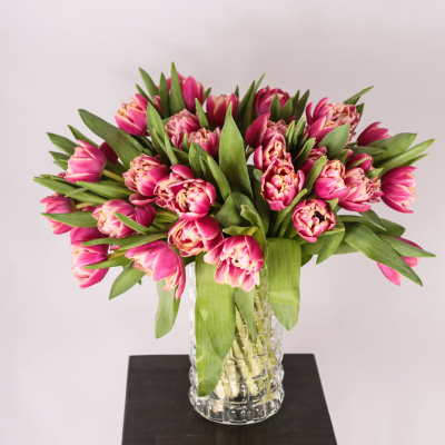 Букет из 51 пионовидного тюльпана Колумбус 46174 Букет из 51 пионовидного тюльпана Колумбус 46174