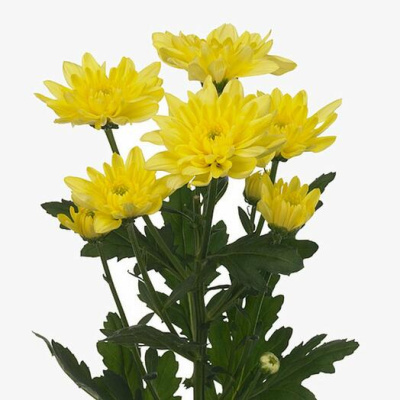 Хризантема кустовая МИКС ПОШТУЧНО N 19 Хризантема кустовая МИКС ПОШТУЧНО N 19