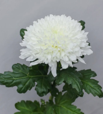 Хризантема одноголовая белая N 18 Хризантема одноголовая белая N 18