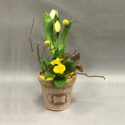 Кашпо с луковичными первоцветами S (тюльпан, примула) 13307 Кашпо с луковичными первоцветами S (тюльпан, примула) 13307