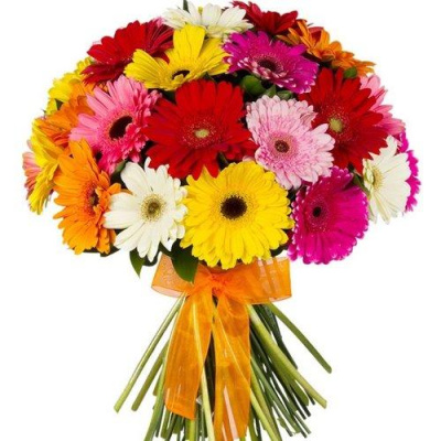 Букет из 25 Гербер микс 7355 Букет из 25 Гербер микс 7355