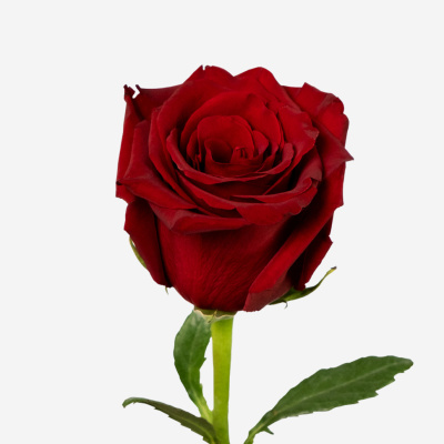 Роза красная Эквадор 60 см N 902 Роза красная Эквадор 60 см N 902