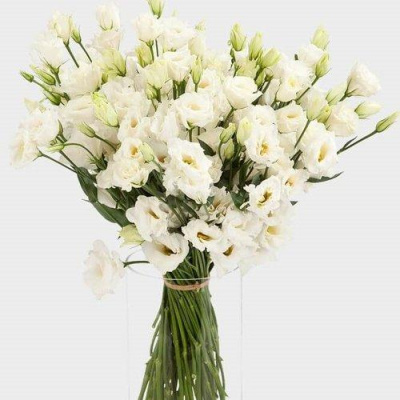 Букет из 25 Эустом (Лизиатус) 7342 Букет из 25 Эустом (Лизиатус) 7342