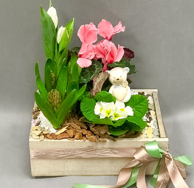 Ящик с луковичными первоцветами L (тюльпан, гиацинт, примула, цикламен) 13308