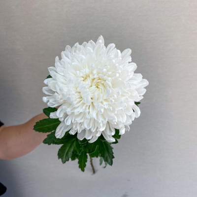 Хризантема одноголовая белая N 18 Хризантема одноголовая белая N 18