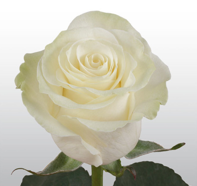 Роза белая с крупным бутоном Эквадор 60 см N 13 Роза белая с крупным бутоном Эквадор 60 см N 13