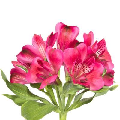 Альстромерия ПОШТУЧНО N 21 Альстромерия ПОШТУЧНО N 21