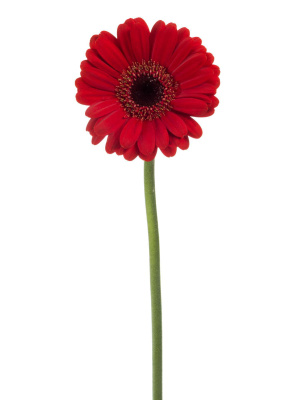 Гербера Гербера