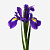 Ирис фиолетовый ПОШТУЧНО N 841 Ирис фиолетовый ПОШТУЧНО N 841