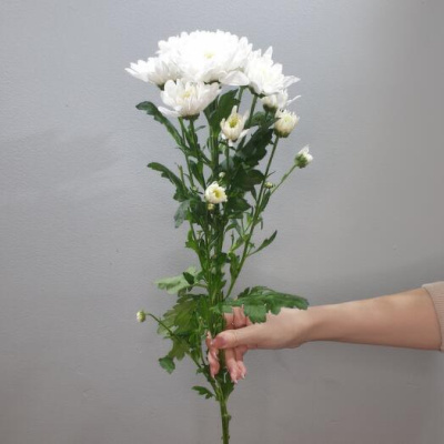 Хризантема кустовая МИКС ПОШТУЧНО N 19 Хризантема кустовая МИКС ПОШТУЧНО N 19