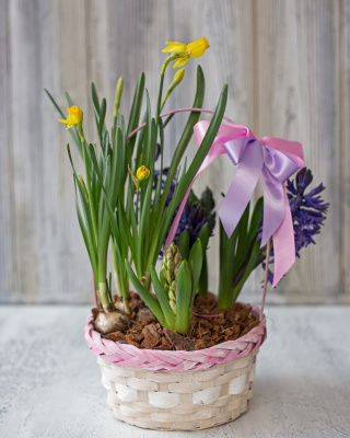 Корзинка с луковичными первоцветами M (гиацинты и нарциссы) 46201