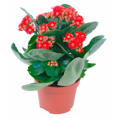 Каланхое 1190