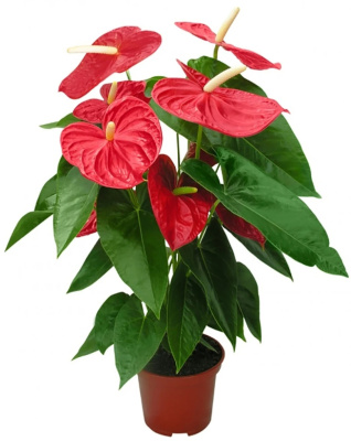 Антуриум 1290