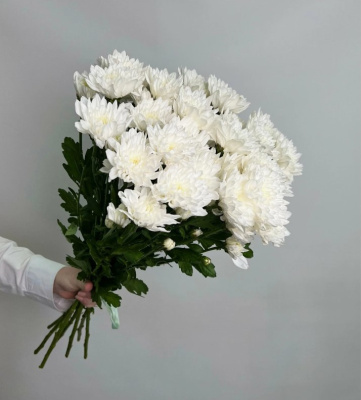 Хризантема кустовая МИКС ПОШТУЧНО N 19 Хризантема кустовая МИКС ПОШТУЧНО N 19