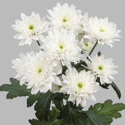 Хризантема кустовая МИКС ПОШТУЧНО N 19 Хризантема кустовая МИКС ПОШТУЧНО N 19