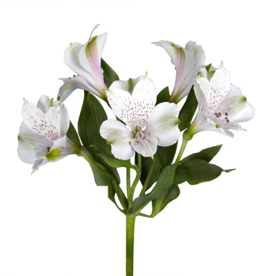 Альстромерия ПОШТУЧНО N 21 Альстромерия ПОШТУЧНО N 21