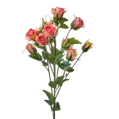 Роза кустовая Роза кустовая