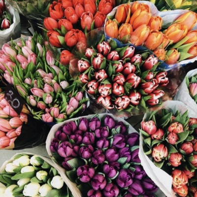 300 Тюльпанов в технической упаковке. (по 50 шт. в упаковке) 300 Тюльпанов в технической упаковке. (по 50 шт. в упаковке)