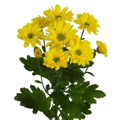 Хризантема кустовая МИКС ПОШТУЧНО N 19 Хризантема кустовая МИКС ПОШТУЧНО N 19