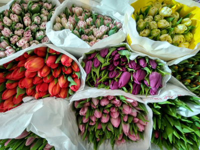 50 Тюльпанов в технической упаковке. (по 50 шт. в упаковке) 50 Тюльпанов в технической упаковке. (по 50 шт. в упаковке)